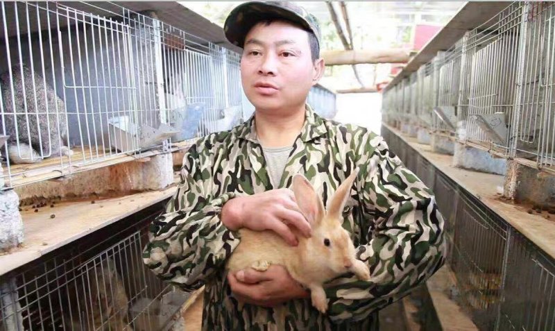 湖南兔子杂交比利时种兔肉兔兔子养殖回收包成活