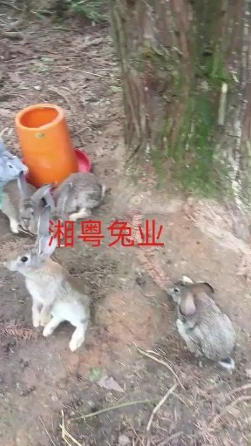 湖南兔子杂交比利时种兔肉兔兔子养殖回收散养包技术聚便宜