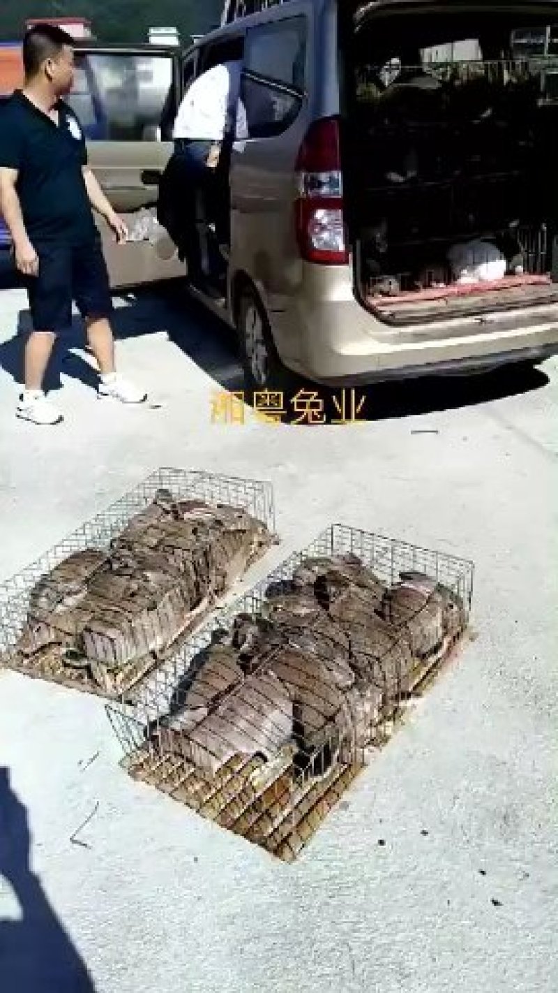 湖南兔子杂交比利时种兔肉兔兔子养殖回收散养包技术聚便宜