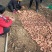 烟薯25