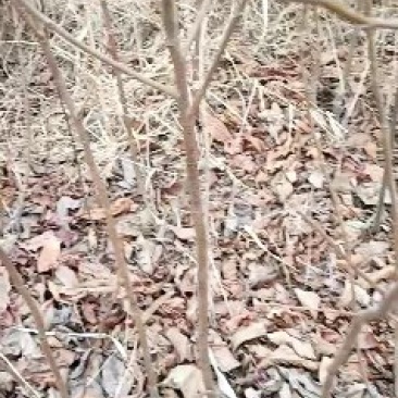 进口阳丰甜柿子苗一年苗！两年苗！