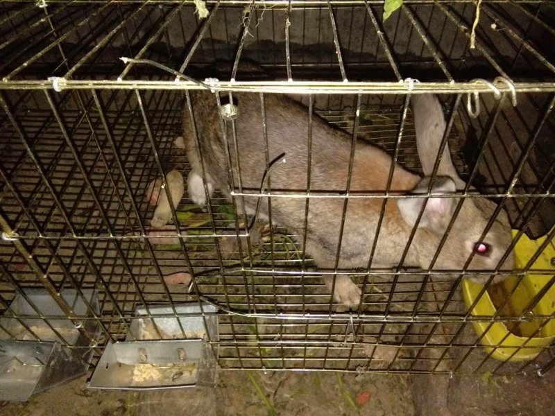 杂交野兔比利时种兔八点黑肉兔伊兔子养殖回收包技术包成活率