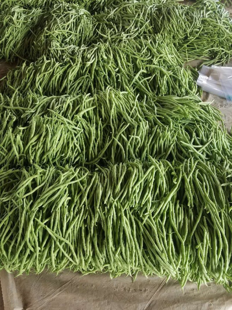 常年供应芸豆、无丝豆、豆王、架豆王。货源充足，品质保证