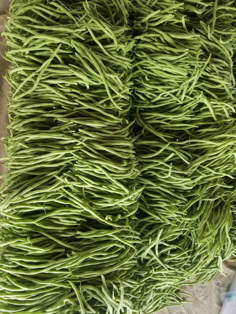 常年供应芸豆、无丝豆、豆王、架豆王。货源充足，品质保证