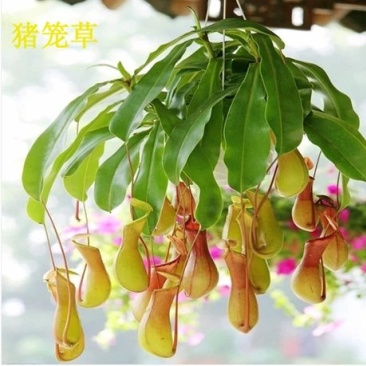 猪笼草，中药，基地直销，