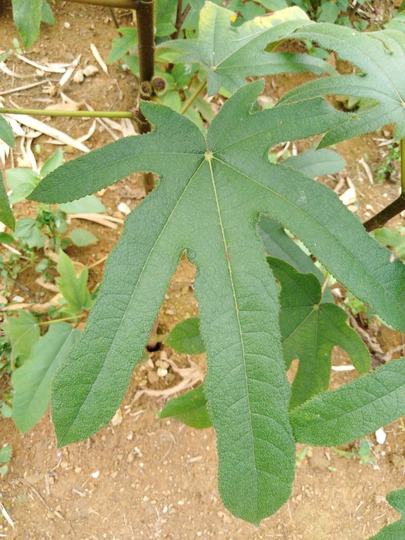 新鲜野生五指毛桃，五指牛奶，五爪金龙，黄芪。