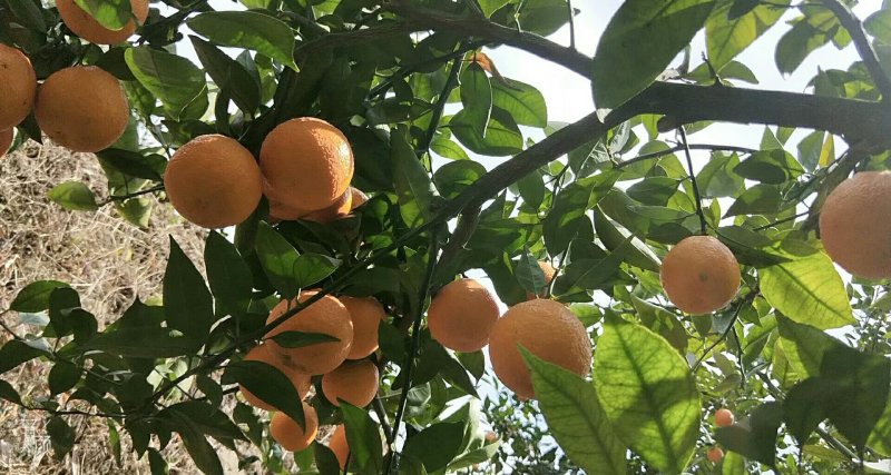 汉源黄果柑