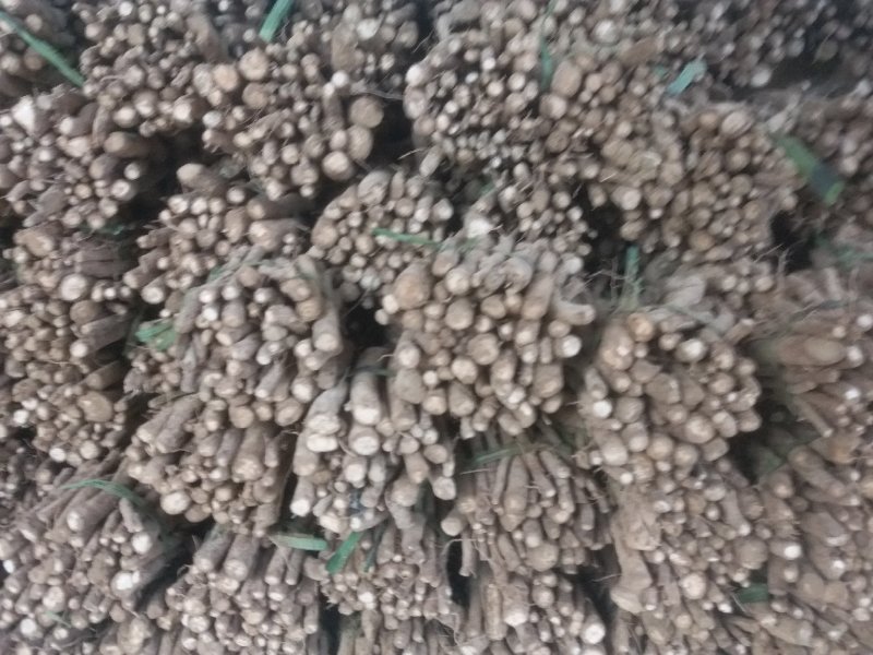 泡桐种根泡桐桩大叶泡桐树品种多价格低现挖现卖