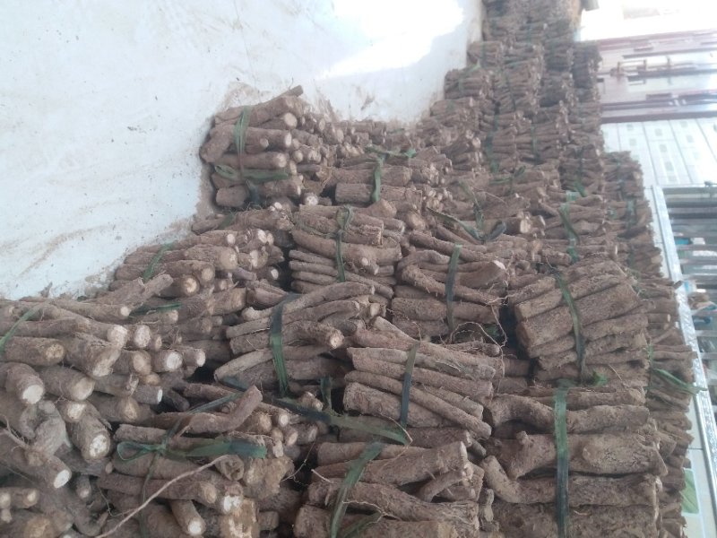 泡桐种根泡桐桩大叶泡桐树品种多价格低现挖现卖