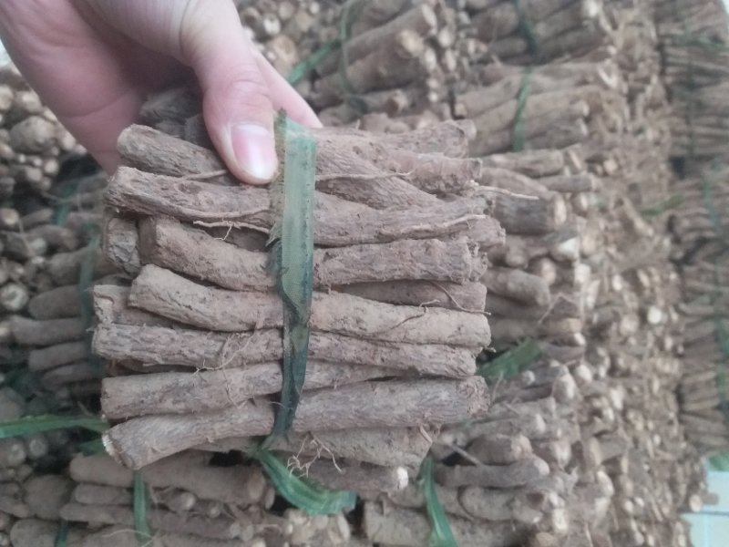 泡桐种根泡桐桩大叶泡桐树品种多价格低现挖现卖