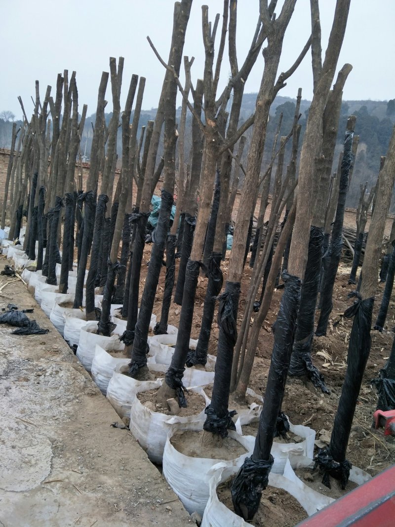 精品茶条槭建圃工程专用。
