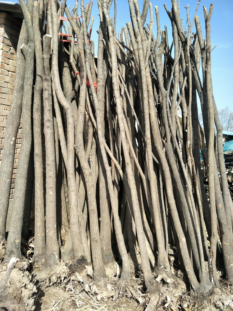 精品茶条槭建圃工程专用。