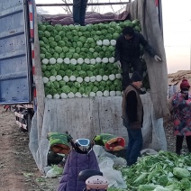 大白菜【产地直供】净菜叶绿新鲜保质保量供应中