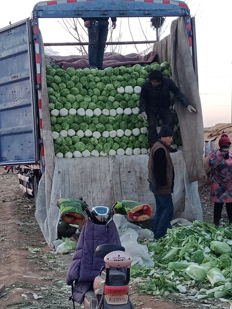 大白菜【产地直供】净菜叶绿新鲜保质保量供应中