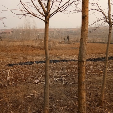 有山林地500百亩