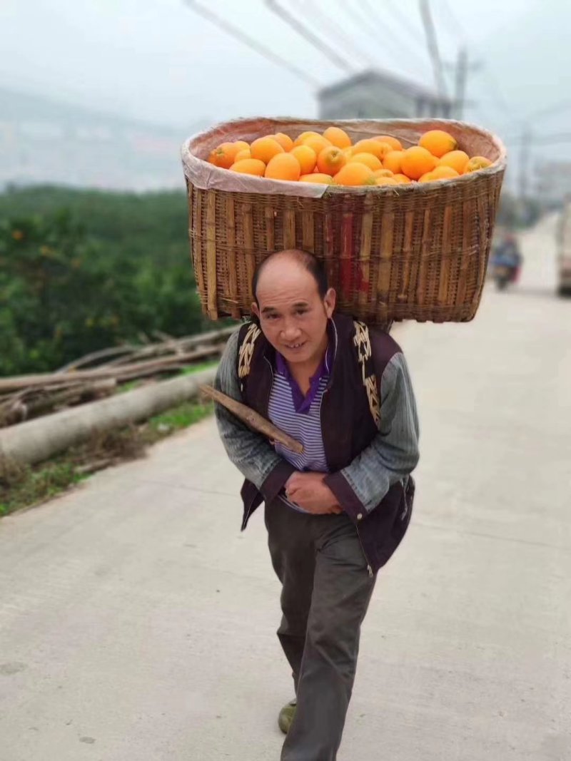 精品脐橙又大又甜光果带叶匀可地头看货采货装货欢迎前来订购