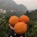 精品脐橙又大又甜光果带叶匀可地头看货采货装货欢迎前来订购