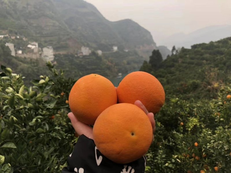 精品脐橙又大又甜光果带叶匀可地头看货采货装货欢迎前来订购