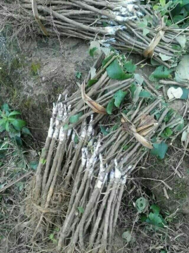 台湾大青枣苗包邮当年种当年产果。。。。。。。
