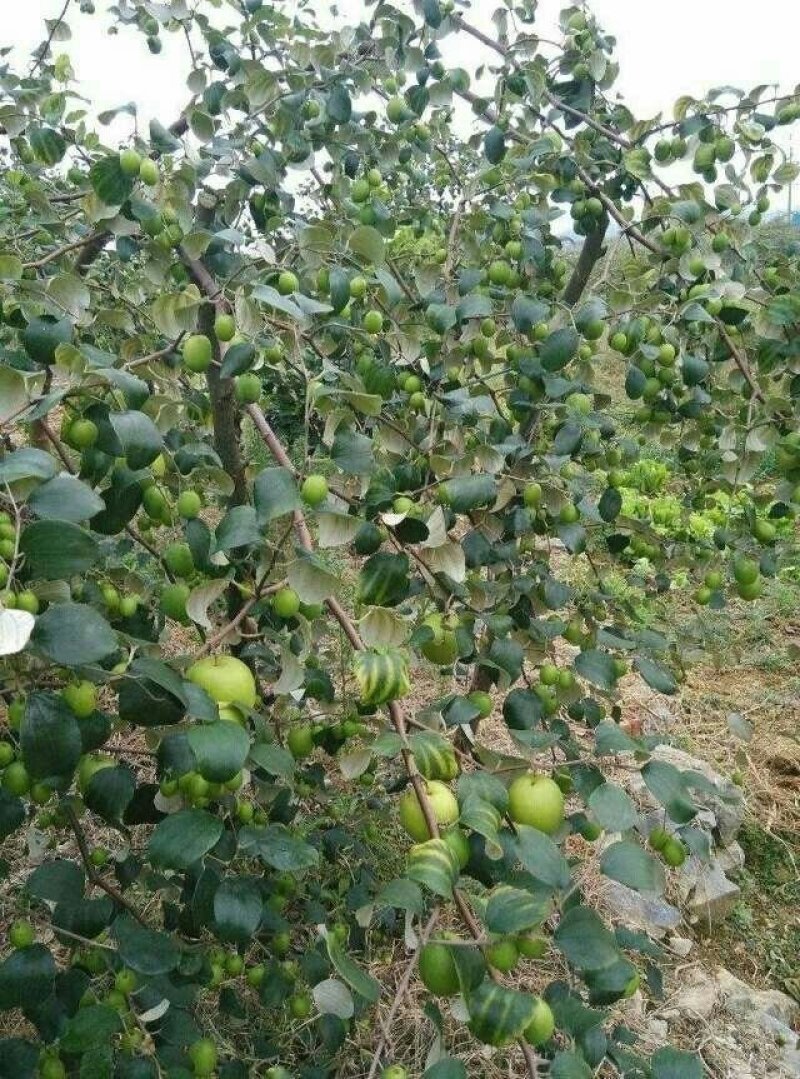 台湾大青枣苗包邮当年种当年产果。。。。。。。