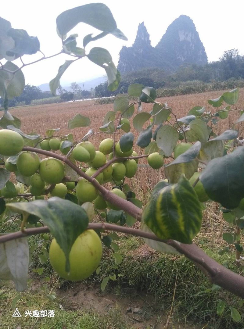 台湾大青枣苗包邮当年种当年产果。。。。。。。