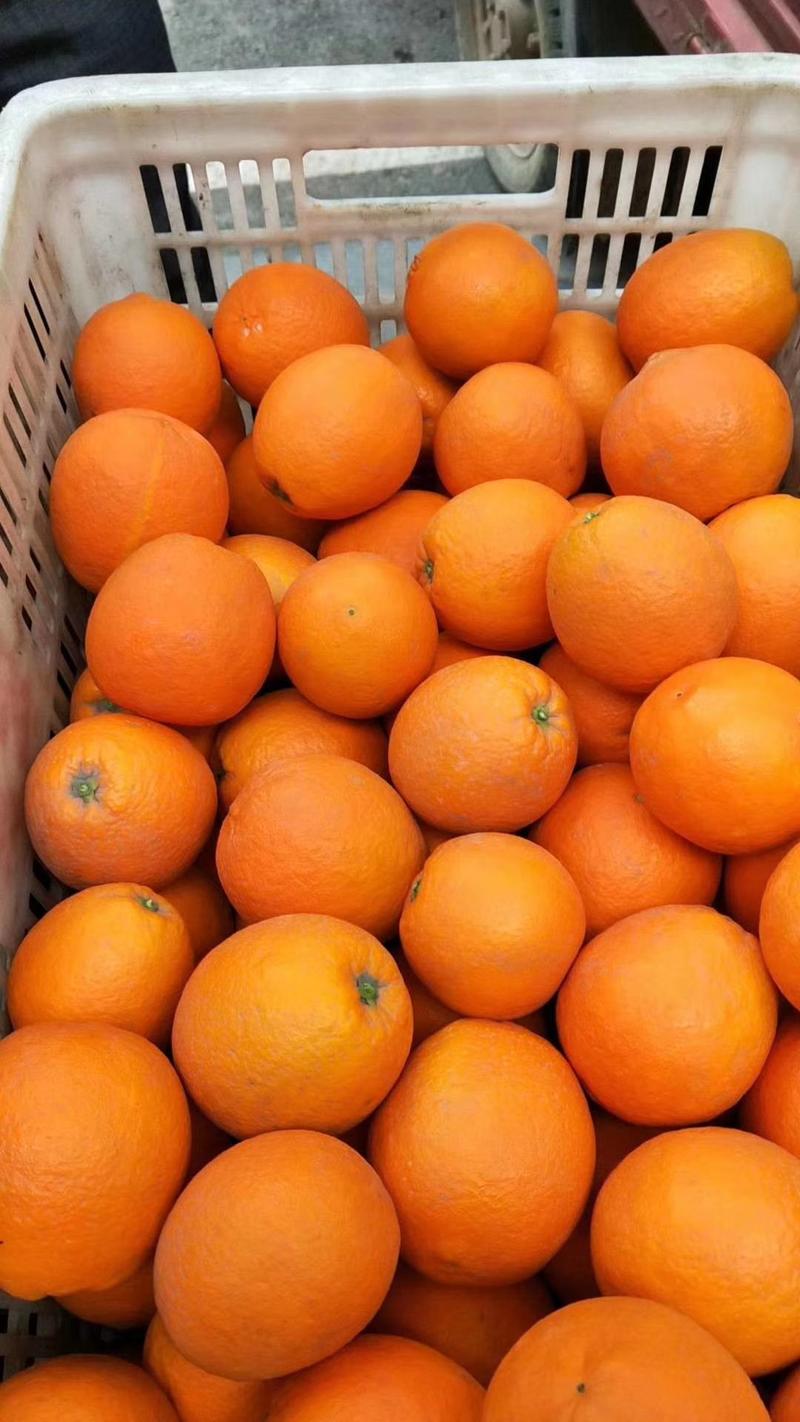 伦晚脐橙大量上市，鲜果现采，果园看货以质价，量大从优