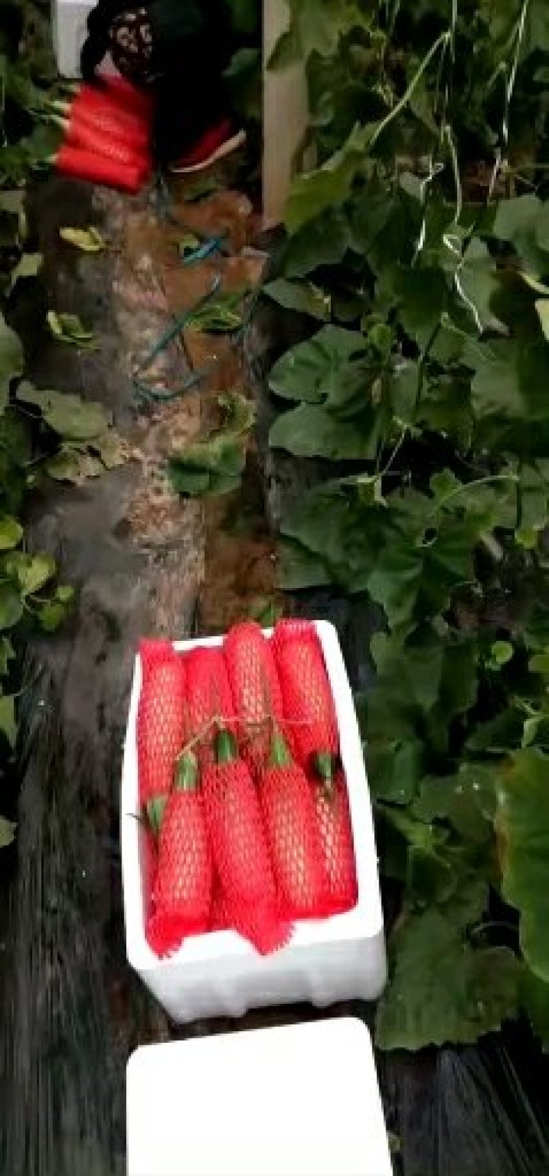羊角蜜甜瓜，羊角脆，博羊系列，绿宝，各色圣女果，能开发票