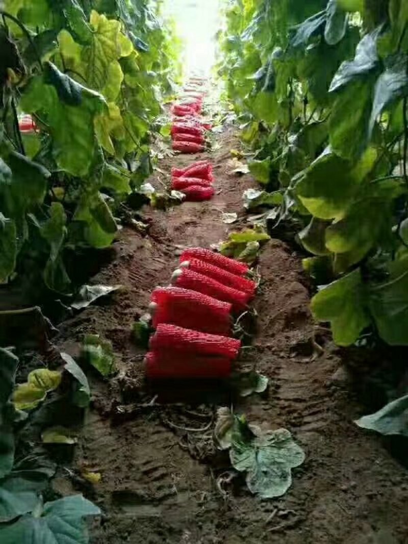 羊角蜜甜瓜，羊角脆，博羊系列，绿宝，各色圣女果，能开发票