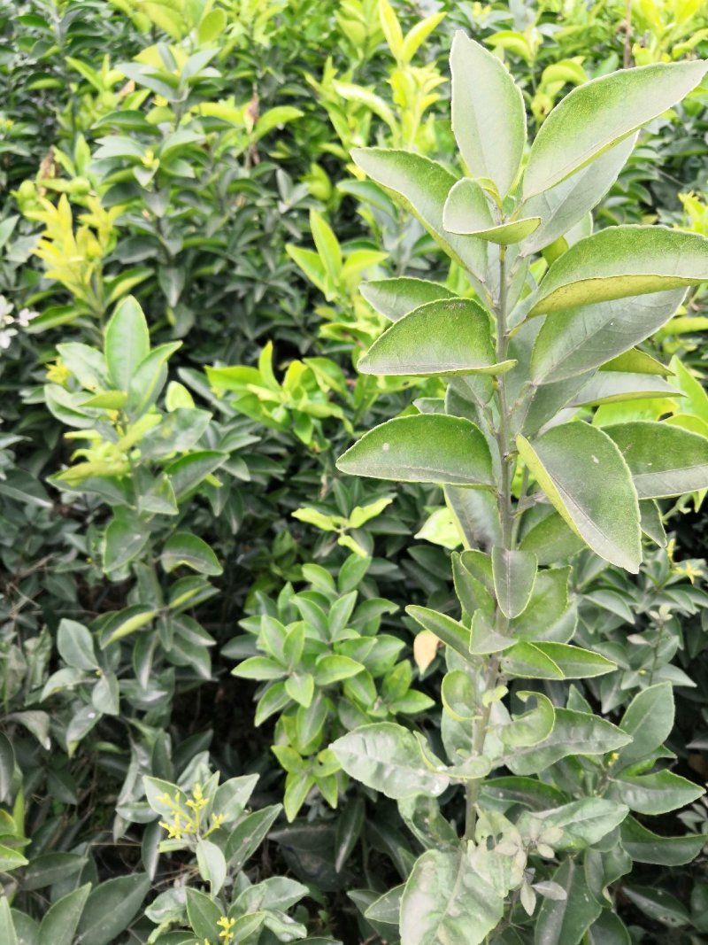 基地批发嫁接枳壳苗药枳壳苗品种纯正量大从优