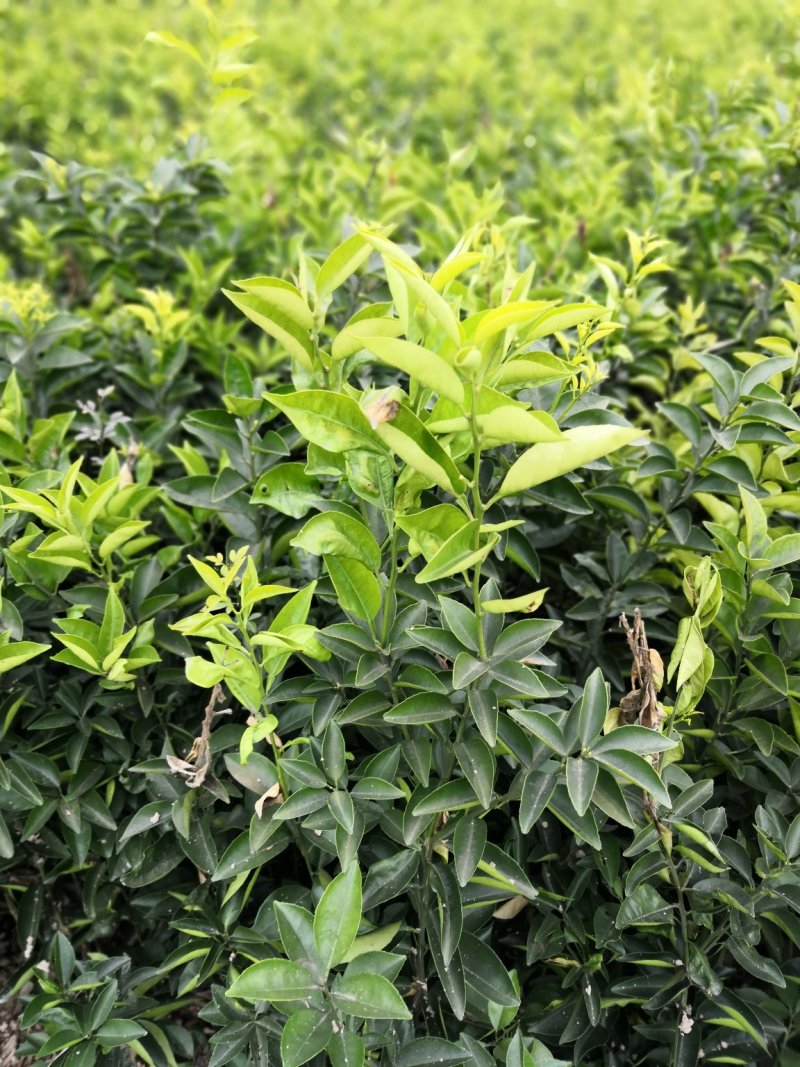 基地批发嫁接枳壳苗药枳壳苗品种纯正量大从优
