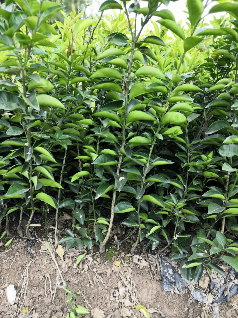 基地批发嫁接枳壳苗药枳壳苗品种纯正量大从优