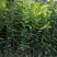 基地批发嫁接枳壳苗药枳壳苗品种纯正量大从优