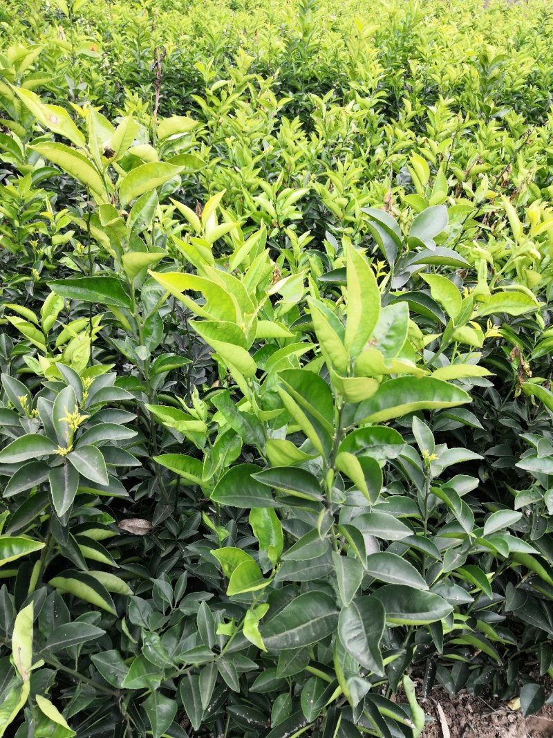 基地批发嫁接枳壳苗药枳壳苗品种纯正量大从优
