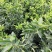 基地批发嫁接枳壳苗药枳壳苗品种纯正量大从优