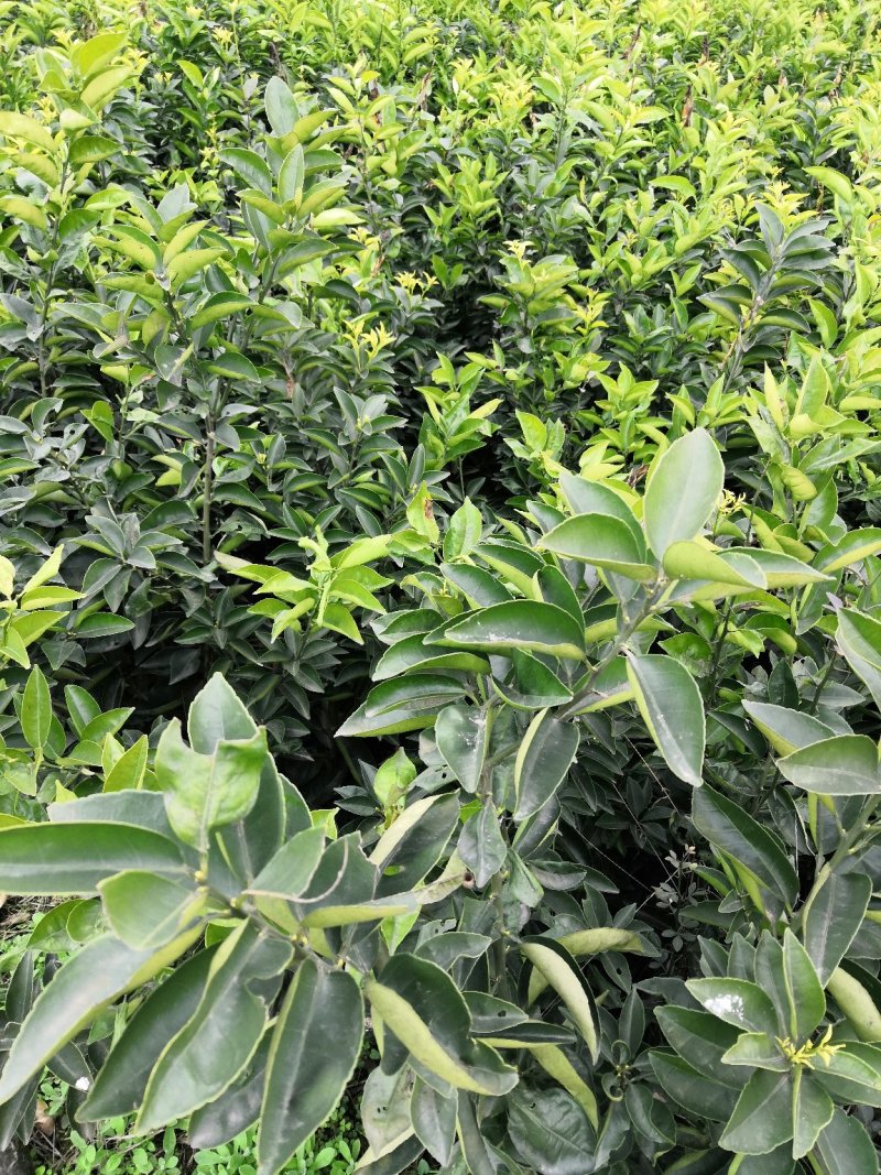 基地批发嫁接枳壳苗药枳壳苗品种纯正量大从优