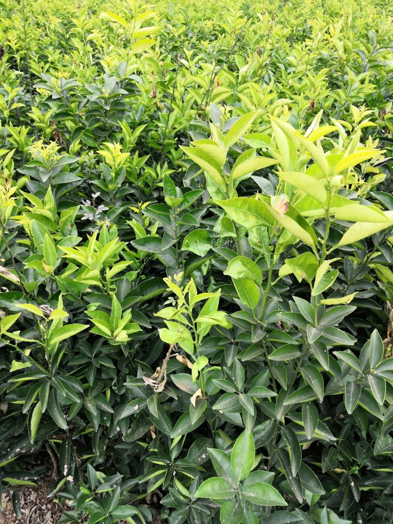 基地批发嫁接枳壳苗药枳壳苗品种纯正量大从优