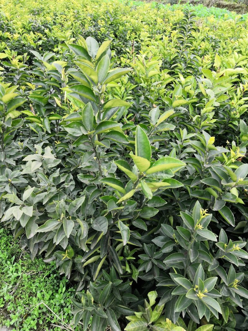 基地批发嫁接枳壳苗药枳壳苗品种纯正量大从优