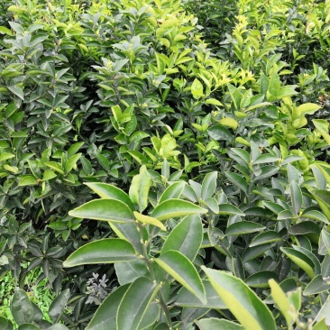 基地批发嫁接枳壳苗药枳壳苗品种纯正量大从优