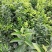 基地批发嫁接枳壳苗药枳壳苗品种纯正量大从优