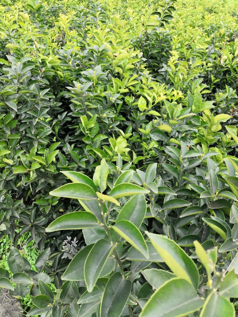 基地批发嫁接枳壳苗药枳壳苗品种纯正量大从优