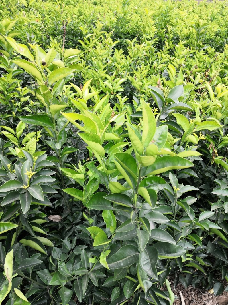 基地批发嫁接枳壳苗药枳壳苗品种纯正量大从优