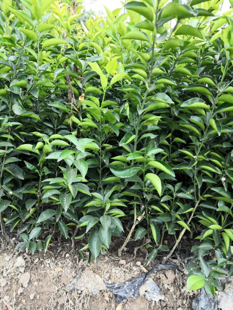 基地批发嫁接枳壳苗药枳壳苗品种纯正量大从优