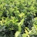 基地批发嫁接枳壳苗药枳壳苗品种纯正量大从优