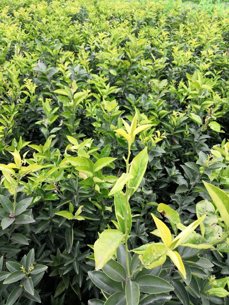 基地批发嫁接枳壳苗药枳壳苗品种纯正量大从优