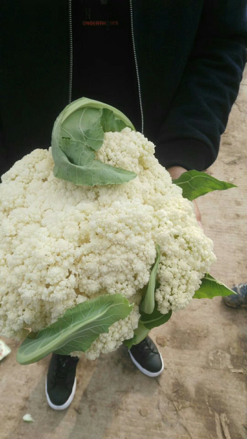 花菜散花