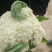 花菜散花