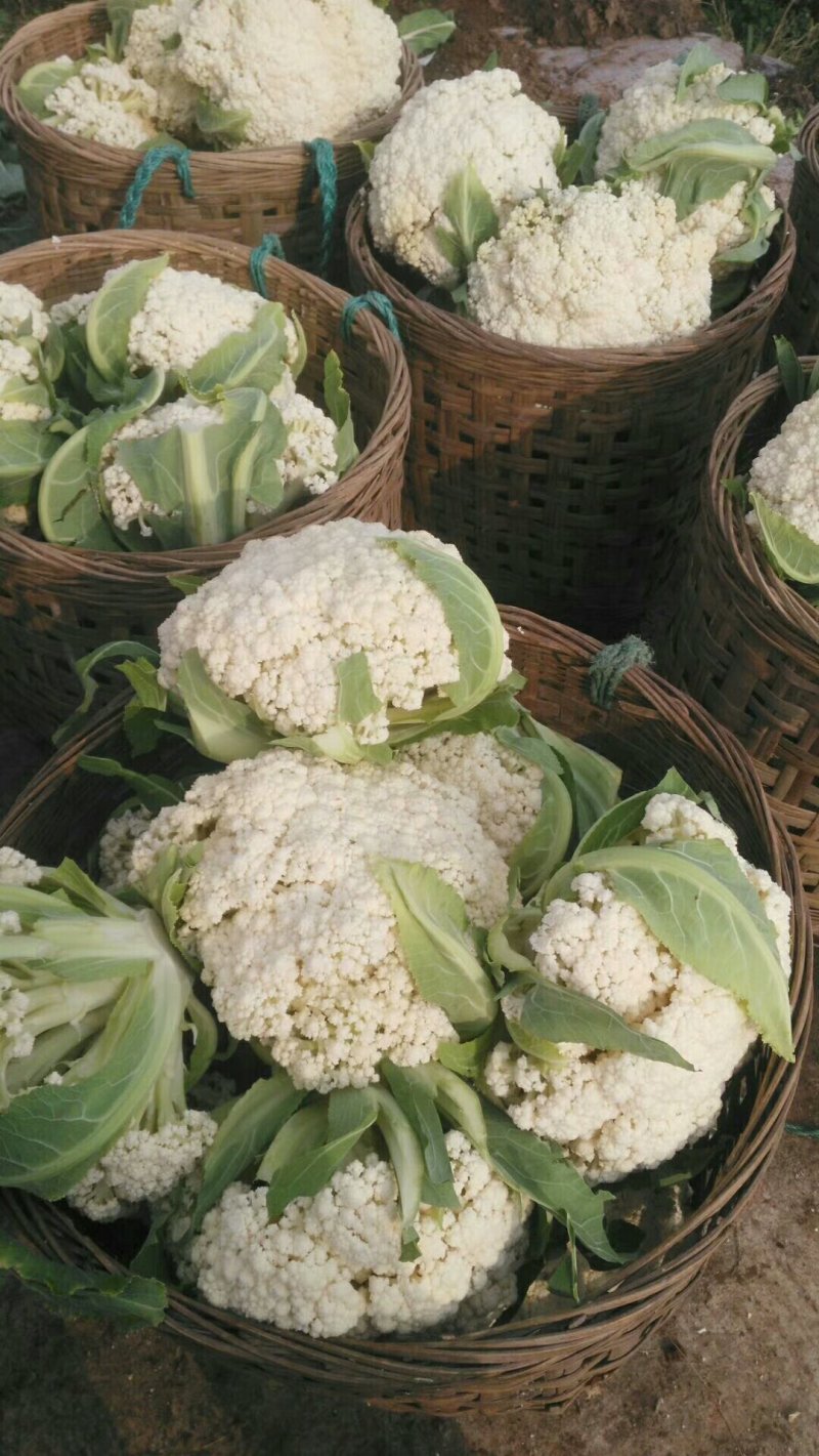 花菜散花