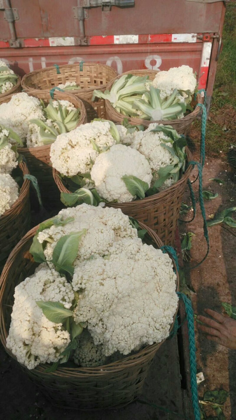 花菜散花