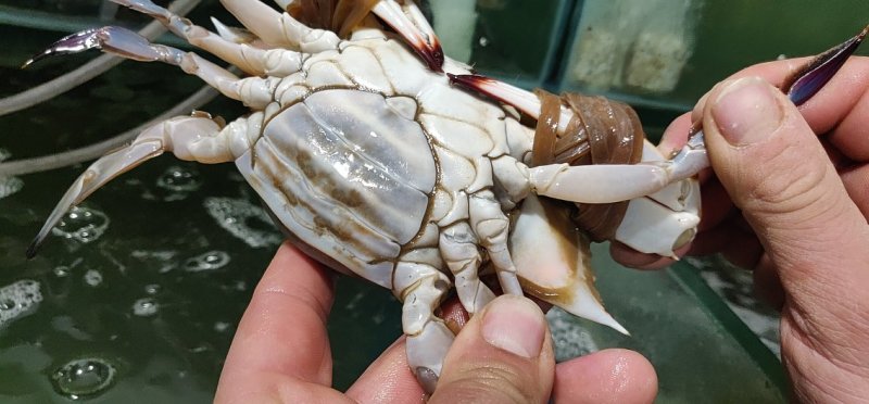 鲁海海鲜，一手货源，常年批发。