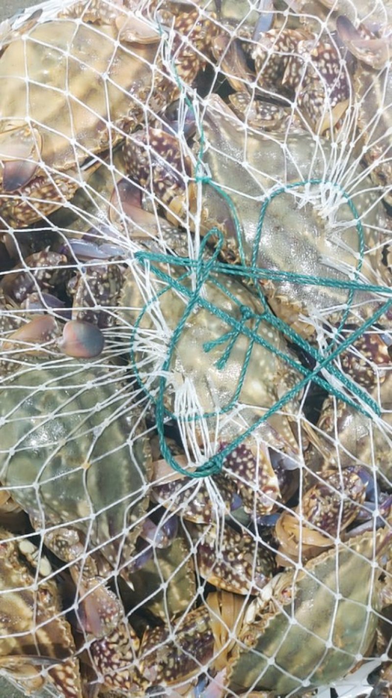 鲁海海鲜，一手货源，常年批发。